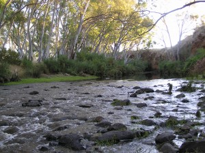 Note: Creek photos generously donated by local resident (name withheld)